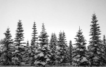 An All-Rounder Respect 20 Pro To The Capture to Winter Vibes