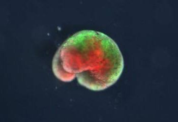 Xenobots: First living Robots Created From Stem Cells