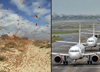 ‘Locust Swarm’ Forces CAA To Shut Nawabshah’s Airport