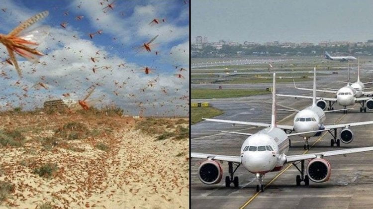 ‘Locust Swarm’ Forces CAA To Shut Nawabshah’s Airport