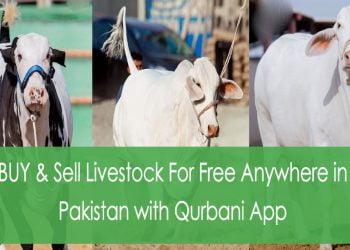 Qurbani App : Digitizing the livestock sector in Pakistan