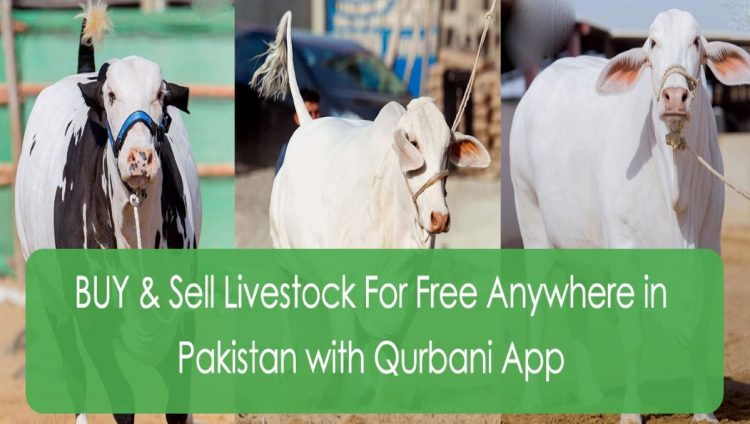 Qurbani App : Digitizing the livestock sector in Pakistan