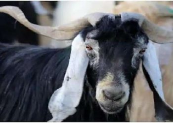 Goat ‘Arrested’ for not wearing mask in Kanpur? Here is what Police said on viral claim