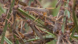 Locusts Pose a Bigger Economic Threat to Pakistan Than the Virus
