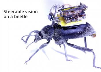 Scientists Develop a GoPro For Insects