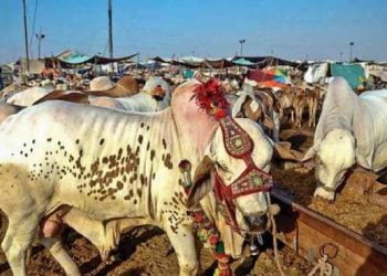 No Cattle Markets to be Established in Sindh