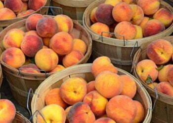 Pakistan is planning to use Chinese technologies to improve organic peach production