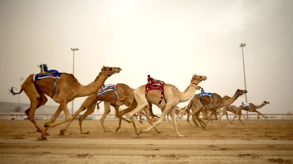 Expo 2020 Dubai sponsors Camel Racing Festival in 2022
