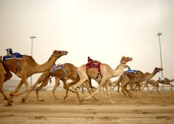 Expo 2020 Dubai sponsors Camel Racing Festival in 2022