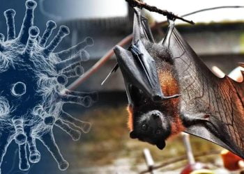 Scientists in Wuhan have discovered 23 times more lethal Coronavirus in bats