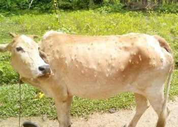 Arrangements are being made for the import of LSD vaccines