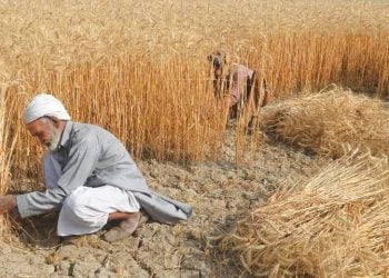 Sindh Govt's E-card system is causing a delay in the distribution of subsidies to farmers
