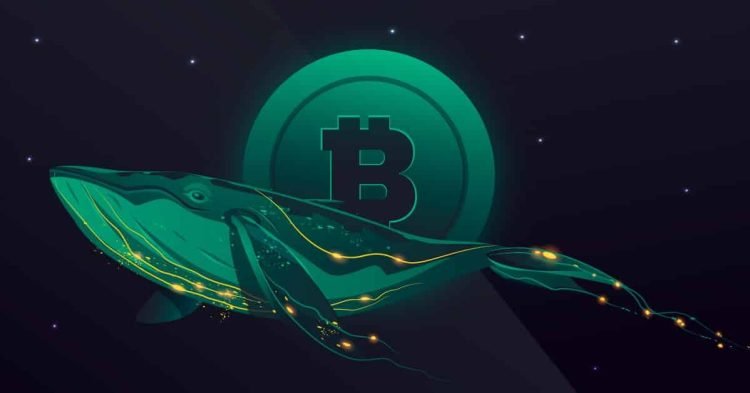 BTC whales buy’s dips in this correction, and returns to above $40,000