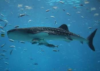 Climate change would result in less fish to catch in the future, study