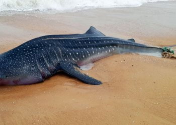 Fishermen accidentally catch a huge rare whale shark, Karachi
