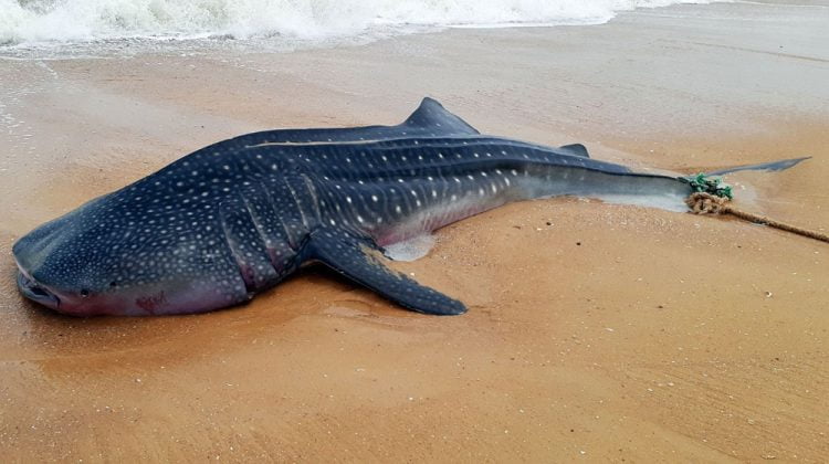 Fishermen accidentally catch a huge rare whale shark, Karachi