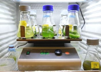 Lab-grown meat and insects are 'good for the environment and health'