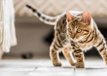 Is the government lifting the ban on pet food imports?