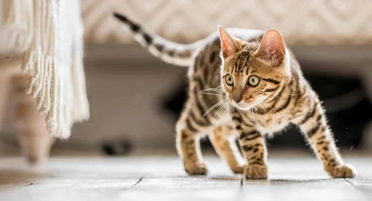 Is the government lifting the ban on pet food imports?