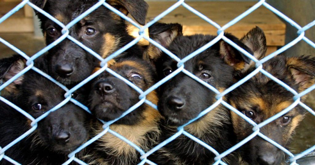 Pet food import ban might kill millions of cats, dogs, and zoo animals