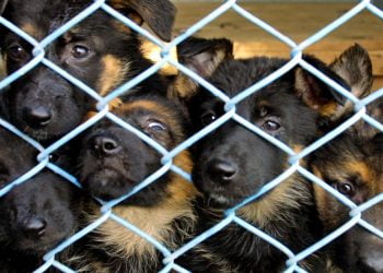 Pet food import ban might kill millions of cats, dogs, and zoo animals