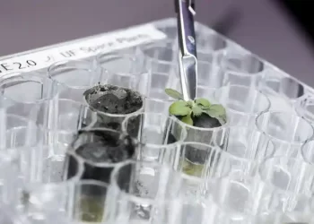 Plants are grown in moon 'soil' by scientists successfully