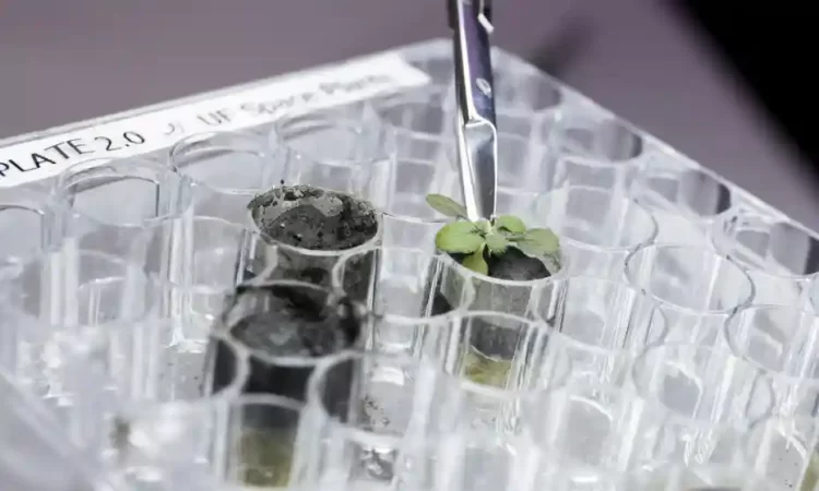 Plants are grown in moon 'soil' by scientists successfully