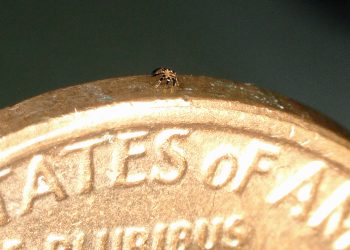 World's tiniest remote-controlled walking robot created by researchers