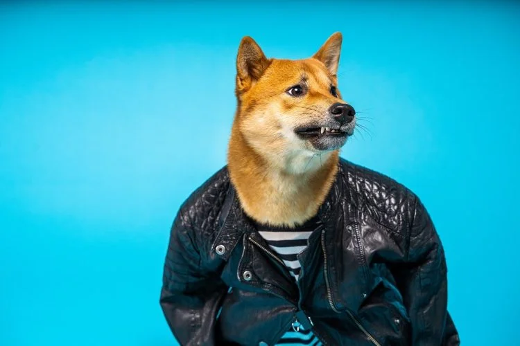 According to an Elliptic report, Doge is becoming more popular for illicit purposes