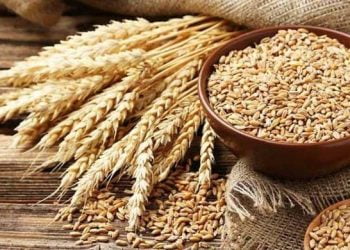 PM Shahbaz shows stress towards importing wheat from Russia
