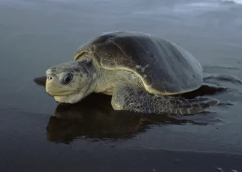 Sea turtles on Pakistan's coast are threatened by a variety of factors