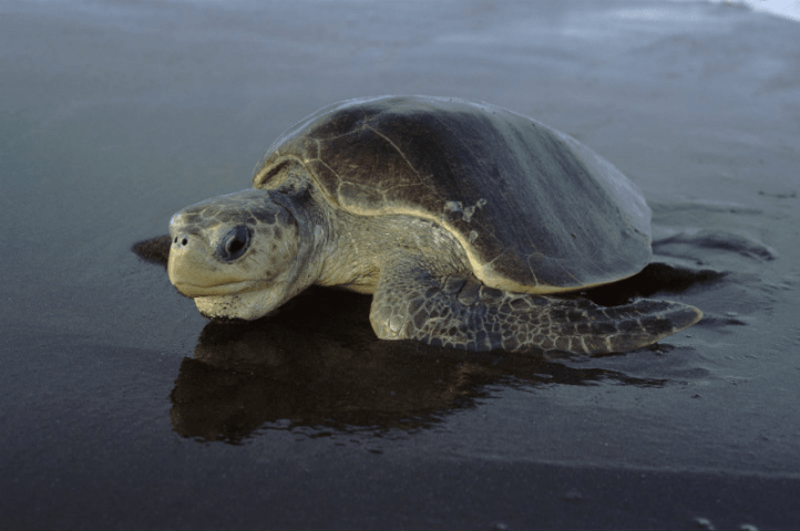 Sea turtles on Pakistan's coast are threatened by a variety of factors