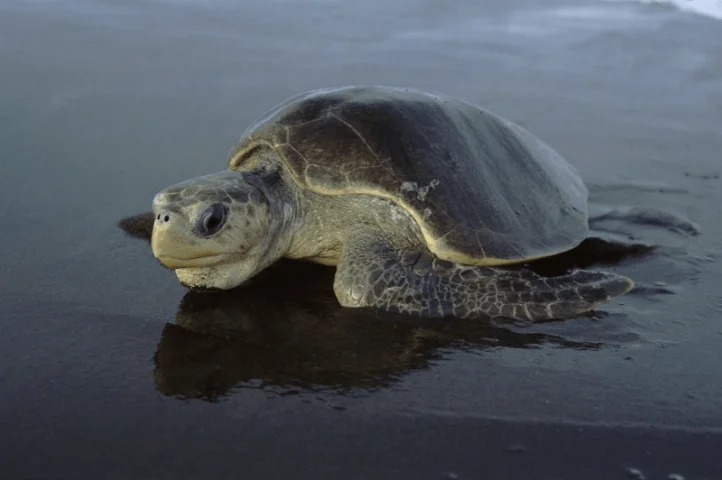 Sea turtles on Pakistan's coast are threatened by a variety of factors