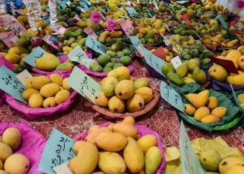 This year's mango harvesting in Sindh has been affected by temperature extremes and water constraint