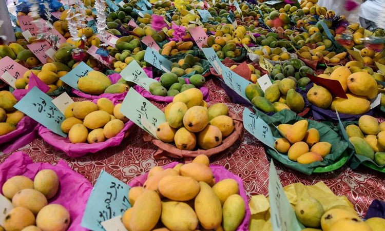 This year's mango harvesting in Sindh has been affected by temperature extremes and water constraint