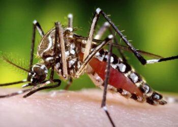 Dengue incidences are rising in Karachi and its outskirts