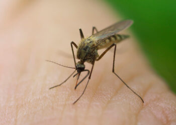 Malaria outbreak after disastrous Floods in Sindh and KP