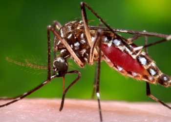 199 new dengue cases reported in Karachi