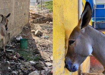 Donkey forced to consume acid and saved by ACF dies terribly