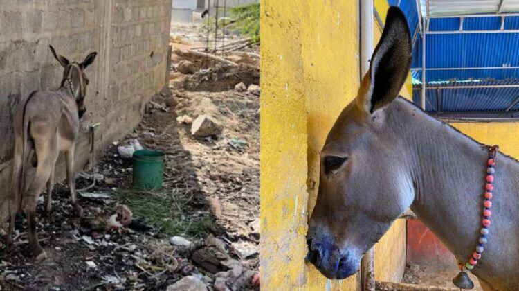 Donkey forced to consume acid and saved by ACF dies terribly