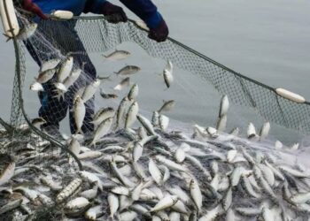 NED students created biodiesel out of fish waste