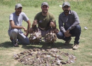 Sindh forbids hunting of birds