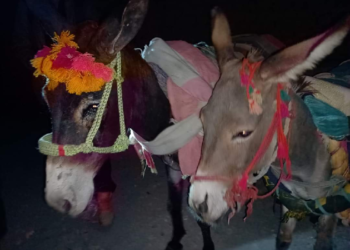 Six donkeys were detained by police for "smuggling timber"
