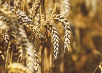 The cabinet approves the imports of urea and wheat