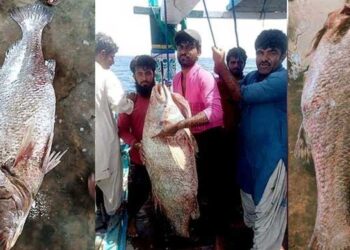 In Gwadar, fishermen catch a 2 TON extremely rare Sunfish