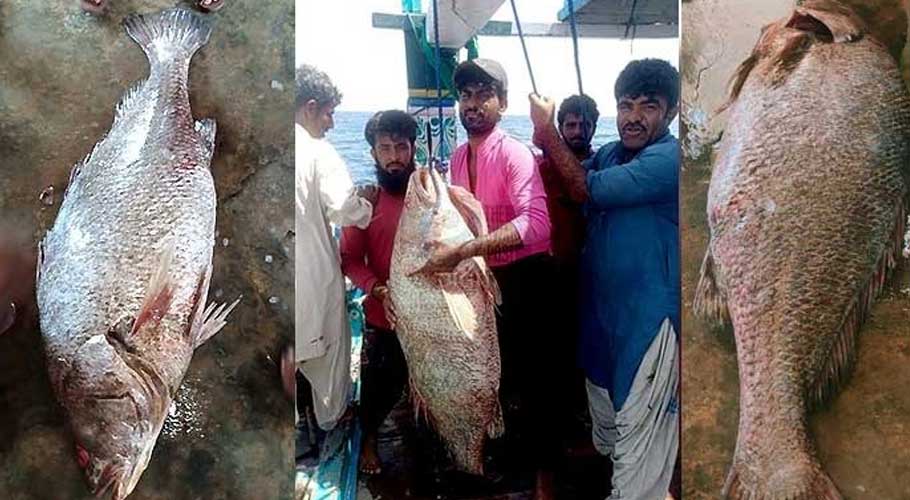 In gwadar, fishermen catch a 2 ton extremely rare sunfish