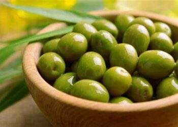 Italy will assist Pakistan with growing olives technically