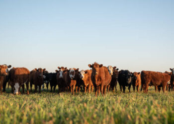 2nd DALFA cattle show from Dec 30