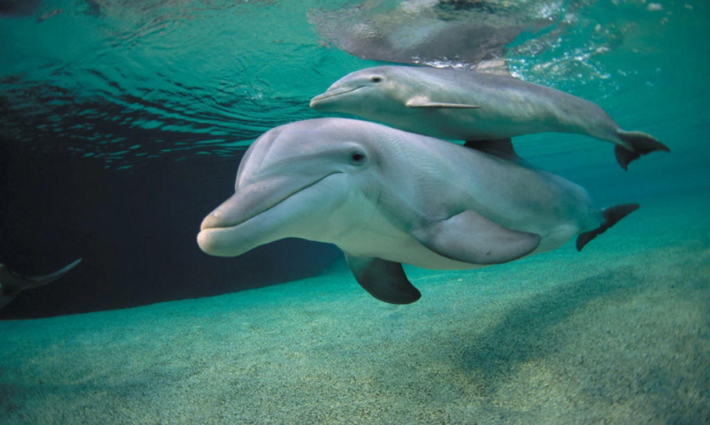 Dolphins exhibit Alzheimer's disease symptoms