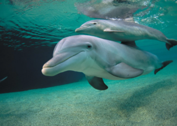Dolphins exhibit Alzheimer's disease symptoms